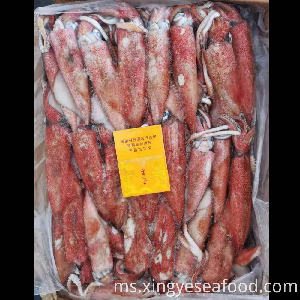 Frozen Squid Loligo Chinensis